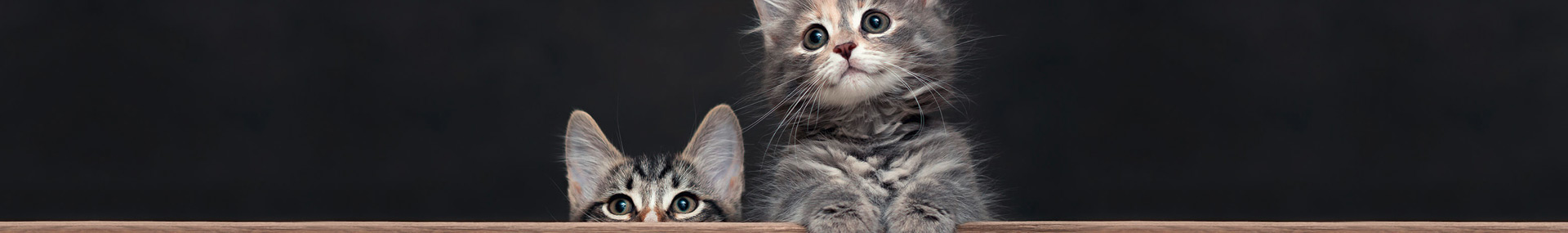 welcoming a kitten