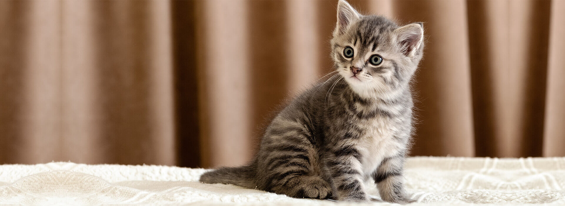 Kitten