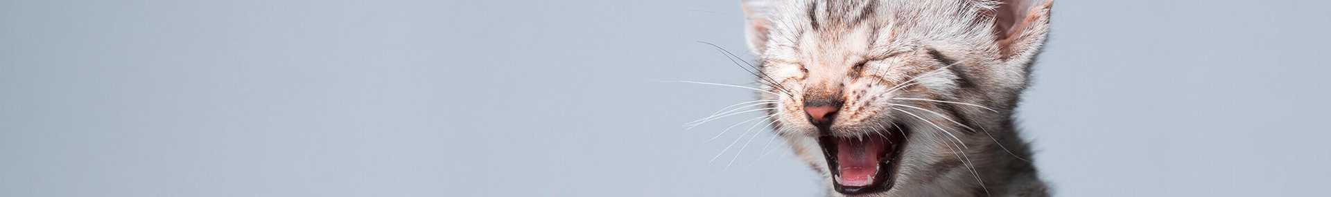 kitten language